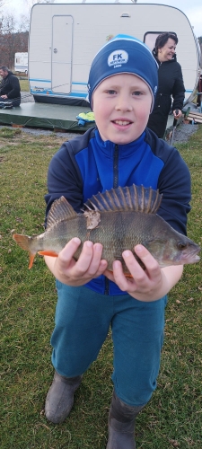 okoun 36 cm